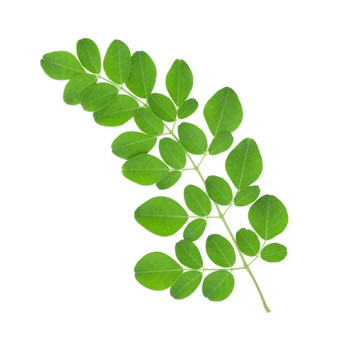 Moringa Dry leaves